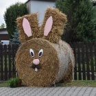 zdjęcie nr 8