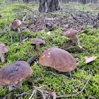 fot. : Nadleśnictwo Wieluń