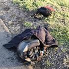 Na zdjęciu wypadek i pożar auta i motocykla w Pątnowie na DK43 / fot.: Joanna Major