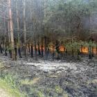 Na zdjęciu pożar lasu w m. Rekle, gm. Rząśnia, pow. pajęczański / fot.: OSP KSRG Rząśnia