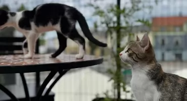 Catpuccino – pierwsza kocia kawiarnia w Wieluniu. Tu kawa spotyka się z mruczeniem