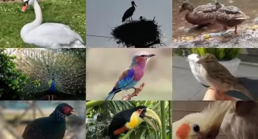Piękna galeria zdjęć z ptakami w roli głównej - zobaczcie, kto wygrał zestaw noży!