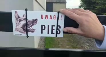 Shih tzu nie przeżył ataku amstaffa. Policja prowadzi czynności