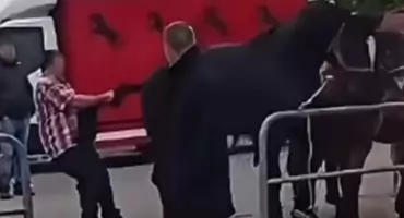 Szarpanie i kopanie koni pod lupą śledczych. Ruszyło dochodzenie