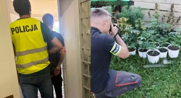 Uprawiał konopie na swojej posesji - tłumaczył, że robi to na własny użytek