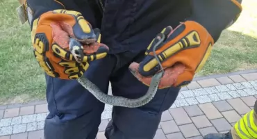 Wąż na posesji w Rudzie! Strażacy ruszyli do akcji