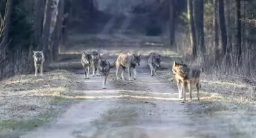 Wilki w gminie Osjaków. Samorząd ostrzega mieszkańców i apeluje o ostrożność